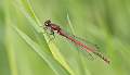 Large Red Damselfly_Jamie Bird