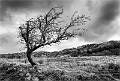 The Crooked Tree Snowdonia_Roger Hance FRPS