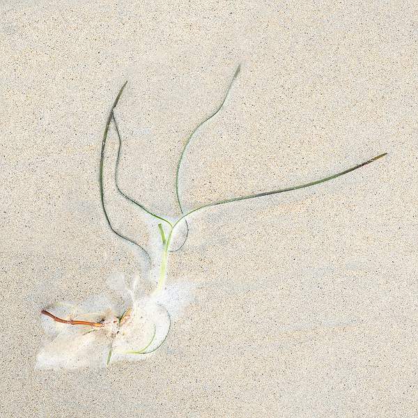 SEAWEED & FOAM 1.jpg