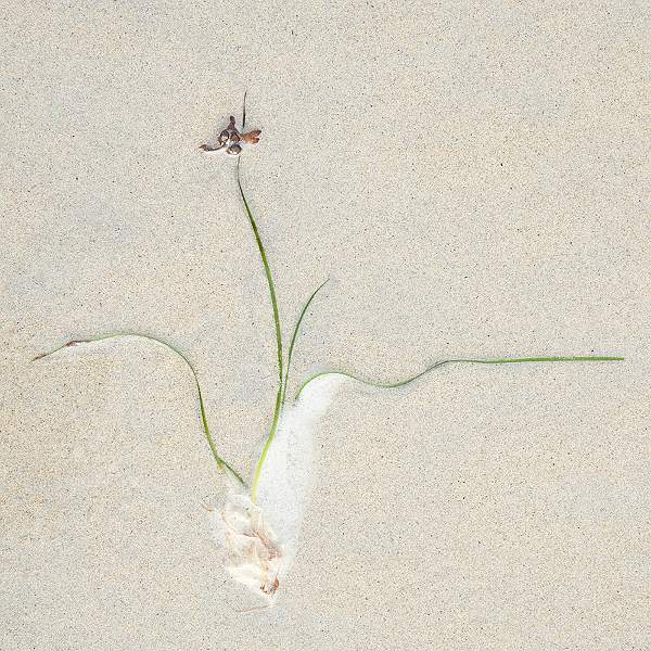 SEAWEED & FOAM 2.jpg