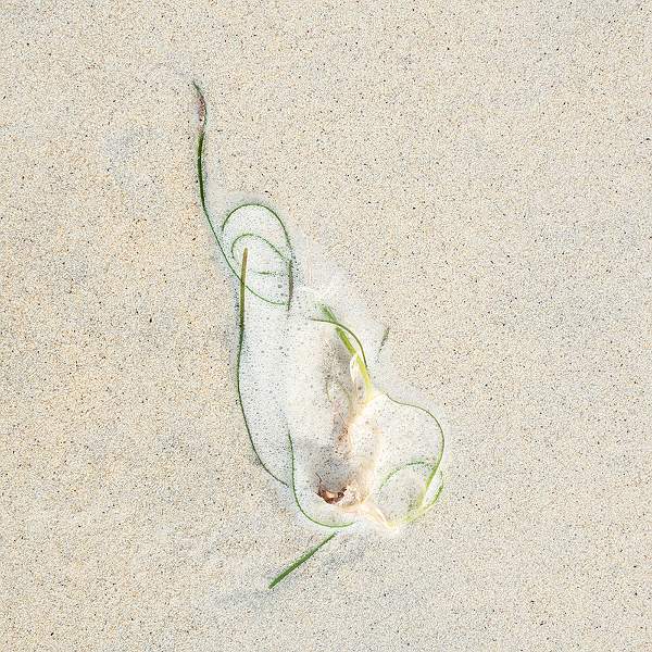 SEAWEED & FOAM 4.jpg