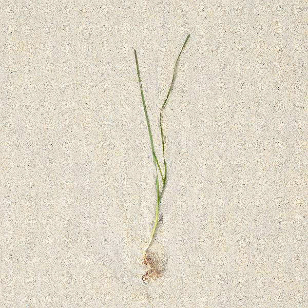 SEAWEED & FOAM 5.jpg