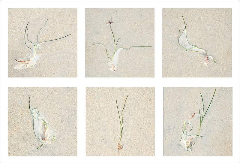 SEAWEED & FOAM PANEL LAYOUT.jpg