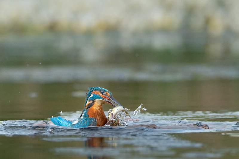 Kingfisher 1_Kevin Williams.jpg