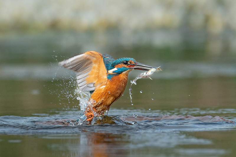 Kingfisher 2_Kevin Williams.jpg