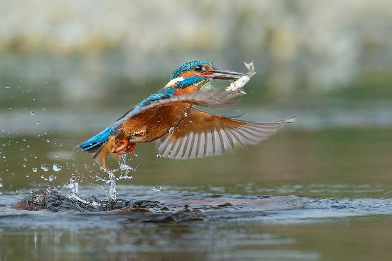 Kingfisher 3_Kevin Williams.jpg
