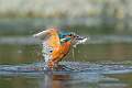 Kingfisher 2_Kevin Williams