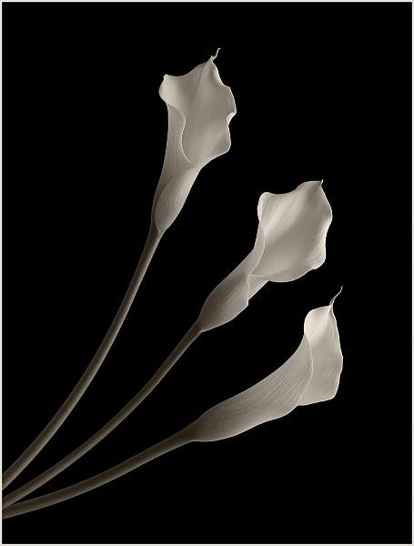 Ganzoni Cup_Calla Lilies trumpets_Ian Swann.jpg - Exhibition 20233 entry