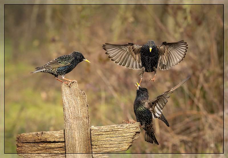 Vincent Challenge Cup_Starling Squabble - Let Go Of My Foot_Matthew Clarke CPAGB.jpg - Roger's Hide