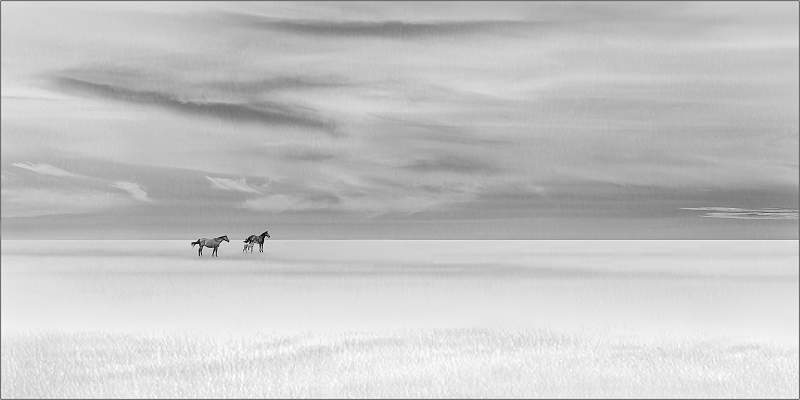 William Robinson Cup_On the prairie_Russell Hynard.jpg - open.i01