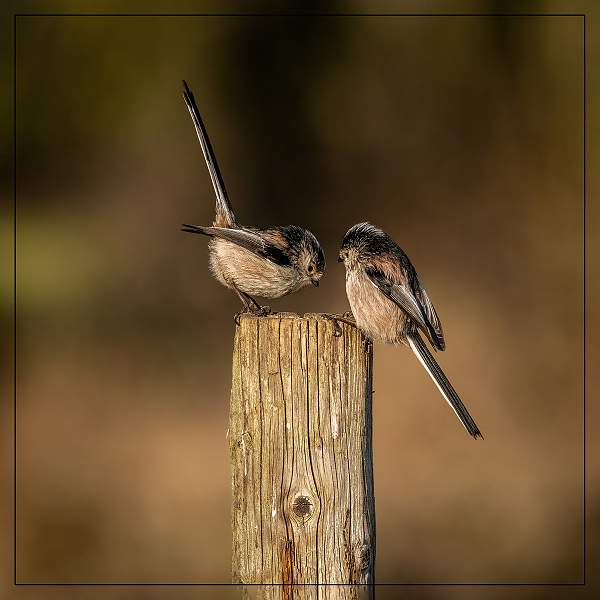 A Pair of Long-Tailed TitsMatthew Clarke CPAGB.jpg - Roger's Hide