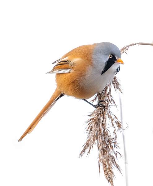 Bearded Reedling_Peter Smith ARPS.jpg - Bearded Reedling