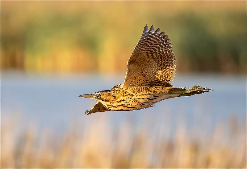 Bittern in Flight _Roger Hance FRPS.jpg - IDPS Prints 2023