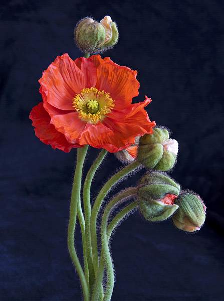 Colour bursts out_Ian Swann.jpg - Exhibition 20233 entry