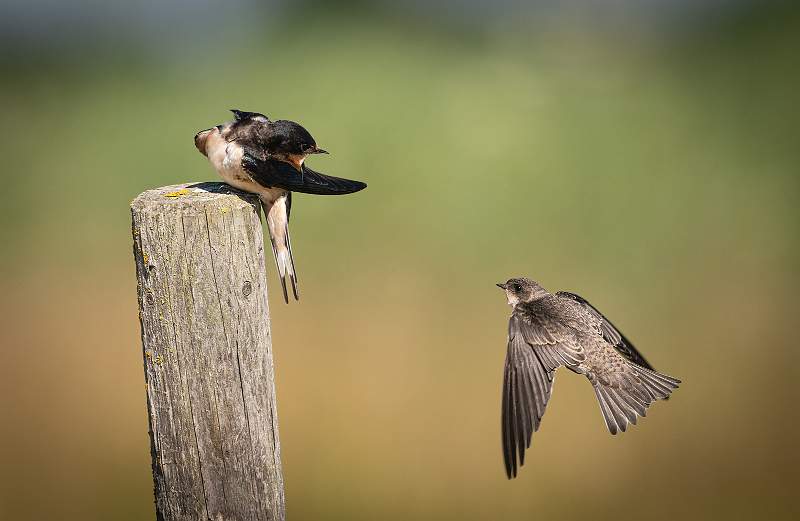 The Dispute_Matthew Clarke CPAGB.jpg - East Lane, Bawdsey