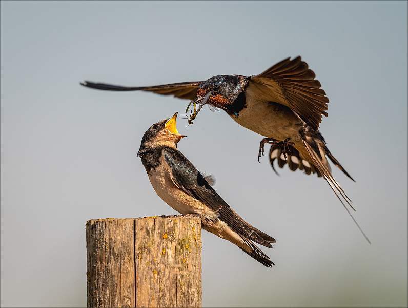 The Food Pass_Matthew Clarke CPAGB.jpg - East Lane, Bawdsey