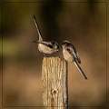 A Pair of Long-Tailed TitsMatthew Clarke CPAGB