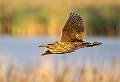 Bittern in Flight _Roger Hance FRPS