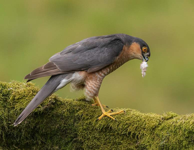 i15-Sparrowhawk.jpg