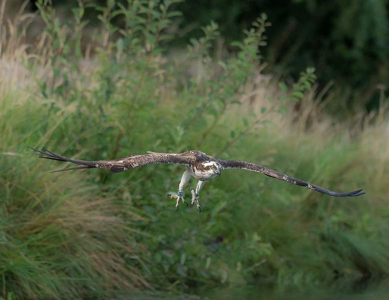 a5100012.jpg - i01 Nacton Cup