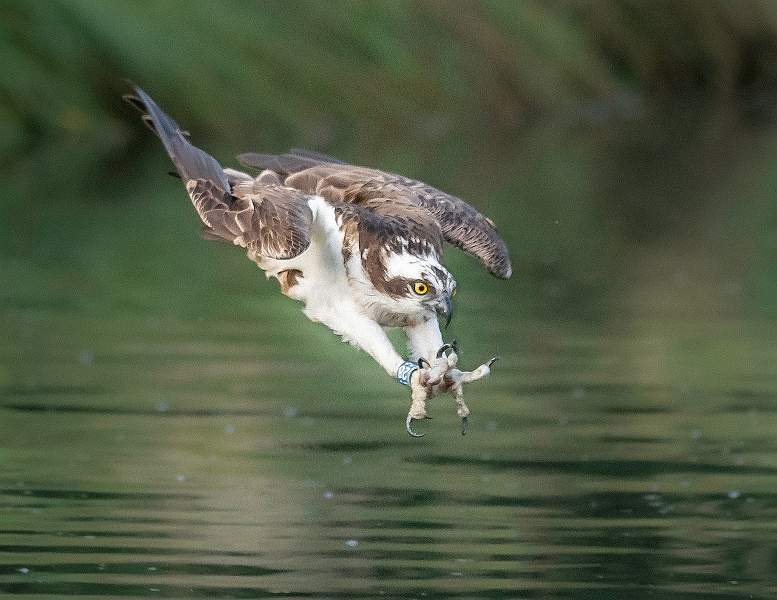 a5100013.jpg - i02 Nacton Cup