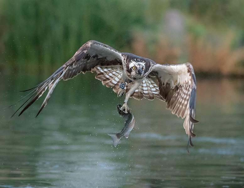 a5100016.jpg - i05 Nacton Cup