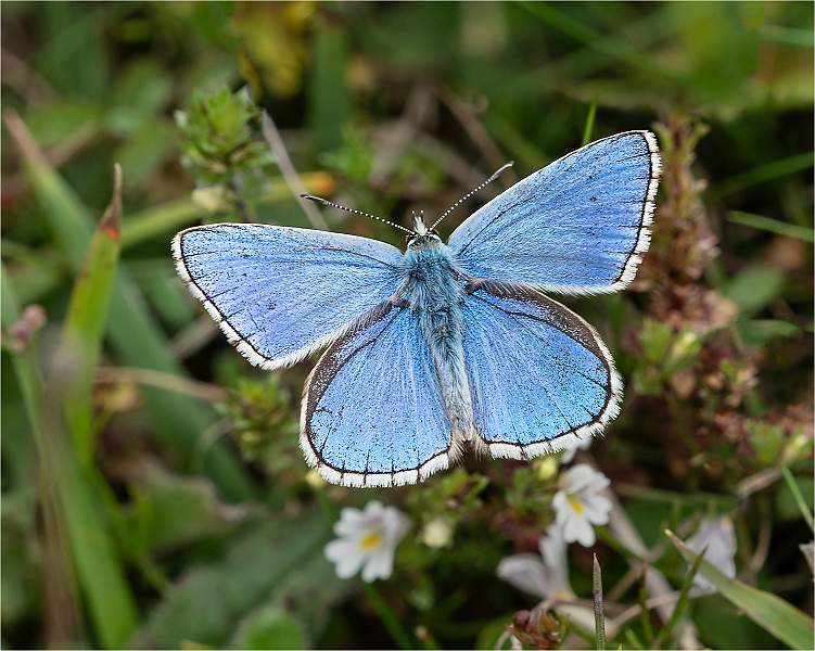 a6300012.jpg - Steeds Cup