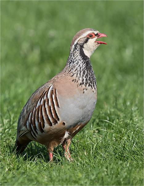 a6300016.jpg - Steeds Cup