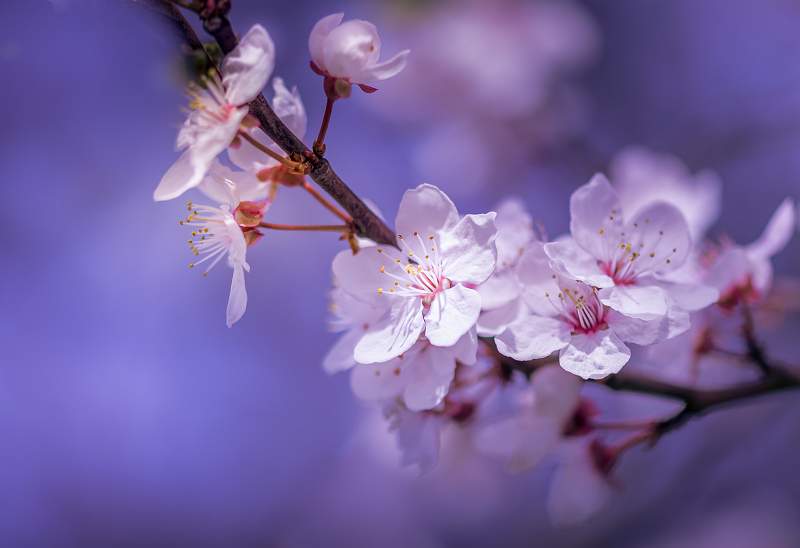 a6200013.jpg - Steeds Cup