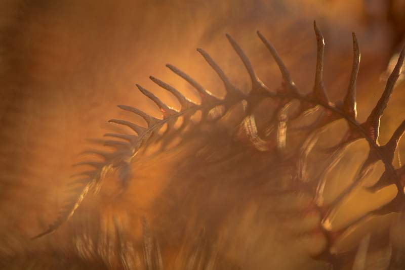 a6200019.jpg - Steeds Cup