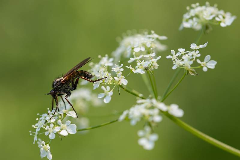 Dance Fly_Jamie Bird .jpg - Natural History