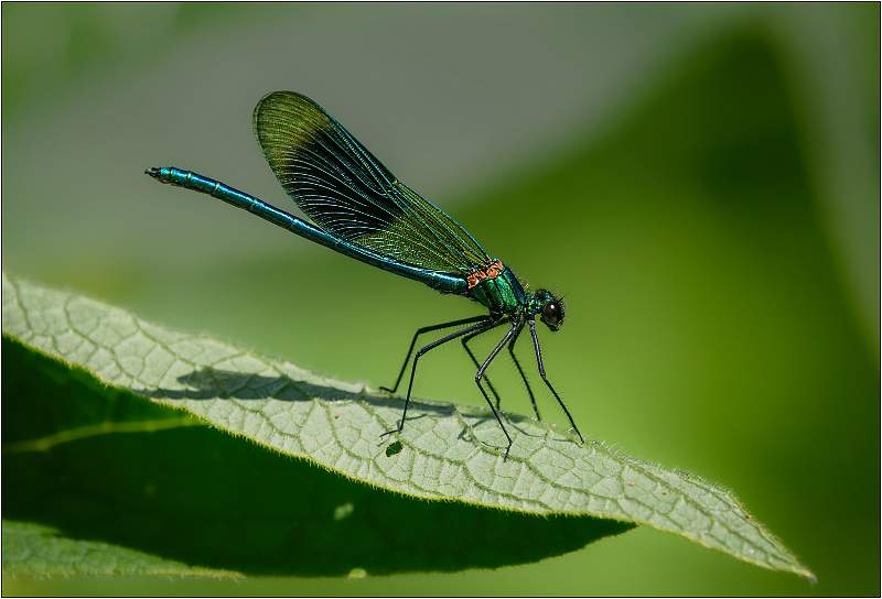 Male Banded-Demoiselle Damselfly_Matt Clarke.jpg - Papermill Lane towards Bramford