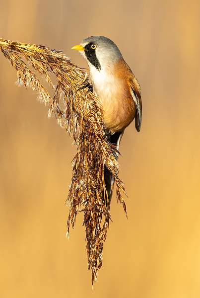 Male Bearded Tit_Stephen Harper .jpg
