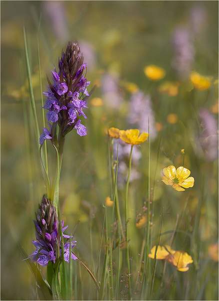 Wildflower Meadow_Kim Dewing .jpg