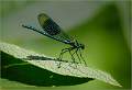 Male Banded-Demoiselle Damselfly_Matt Clarke