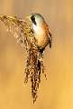 Male Bearded Tit_Stephen Harper 