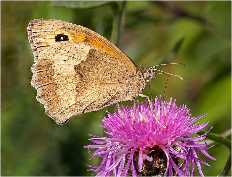 1 Female Meadow Brown Butterfly_Julie Browne .jpg - Set of three images