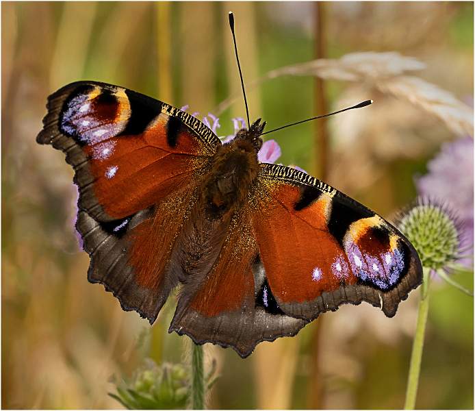 2 Peacock Butterfly_Julie Browne .jpg - Set of three