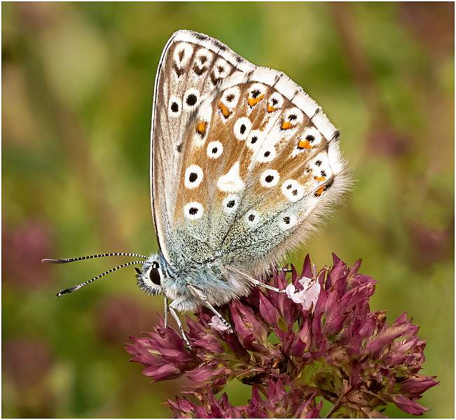 3 Common Blue Butterfly_Julie Browne .jpg - Set of three