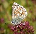 3 Common Blue Butterfly_Julie Browne 