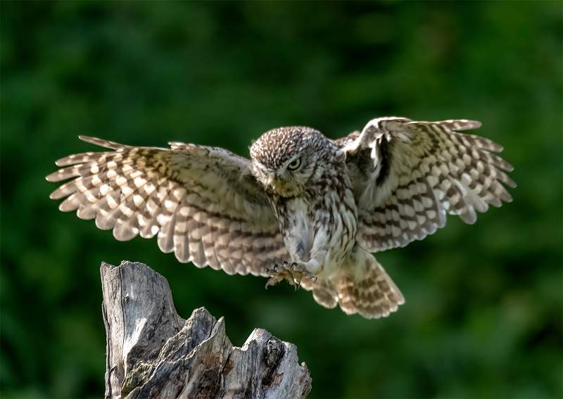 1 Incoming_Stephen Harper.jpg - Incoming