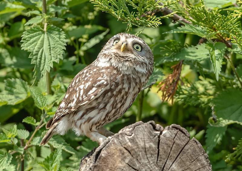 2 Wary_Stephen Harper.jpg - Wary