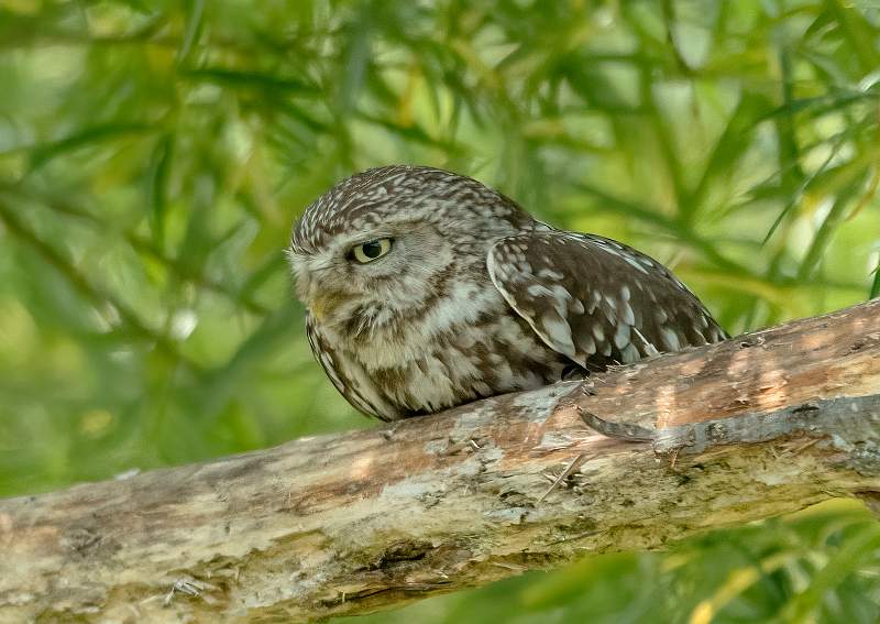 3 Have a Lay Down_Stephen Harper.jpg - Have A Lay Down