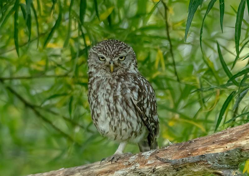4 Grumpy_Stephen Harper.jpg - Grumpy