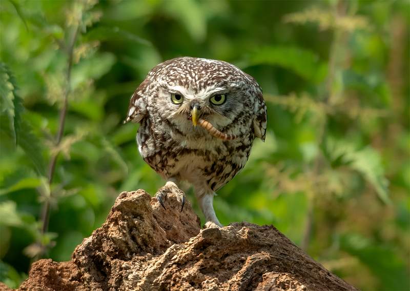 5 I Got the Worm_Stephen Harper.jpg - I Got The Worm