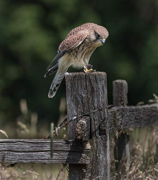 1 Contemplating Next Meal_Martin Hancock.jpg - Contemplating Next Meal