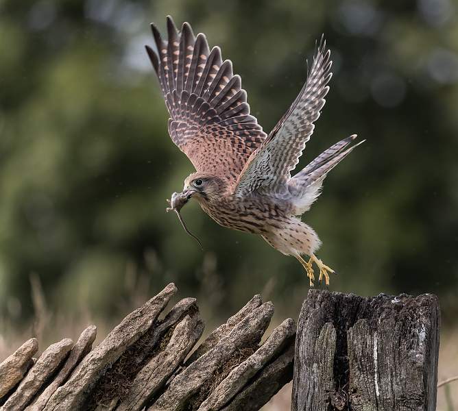 3 Away With Prey_Martin Hancock.jpg - Away With Prey