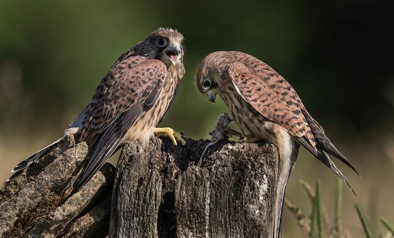 5 Pecking Order 2_Martin Hancock.jpg - de