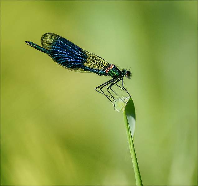 Banded demoiselle 1_Russell Hynard.jpg - Set.i01