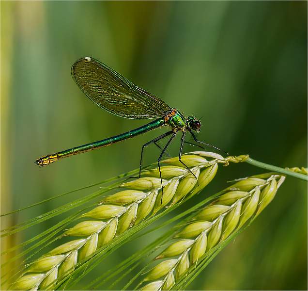 Banded demoiselle 2_Russell Hynard.jpg - Set.i02